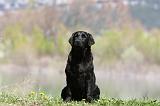 LABRADOR 1016